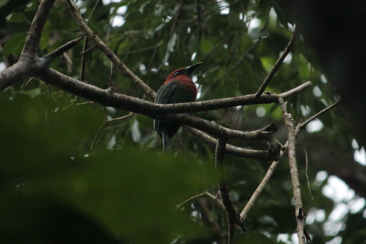 Motmot à bec large - ML255945041