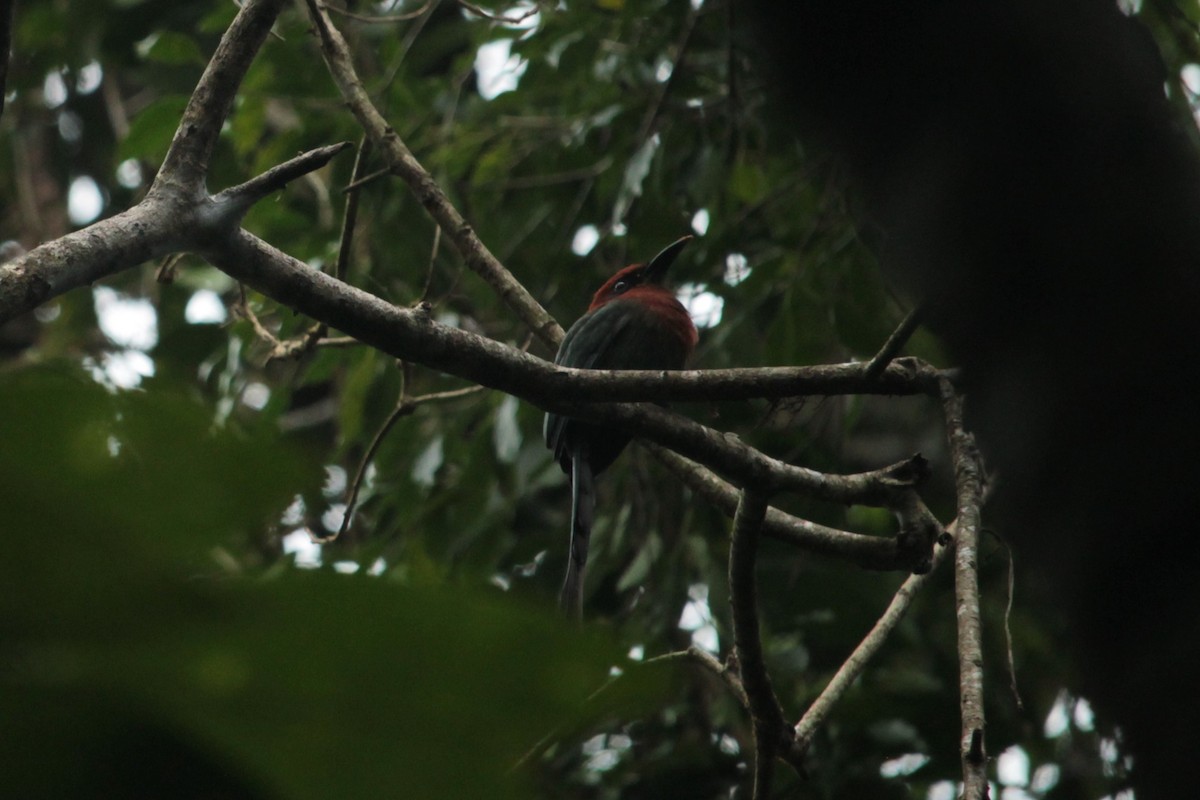 Motmot à bec large - ML255945051