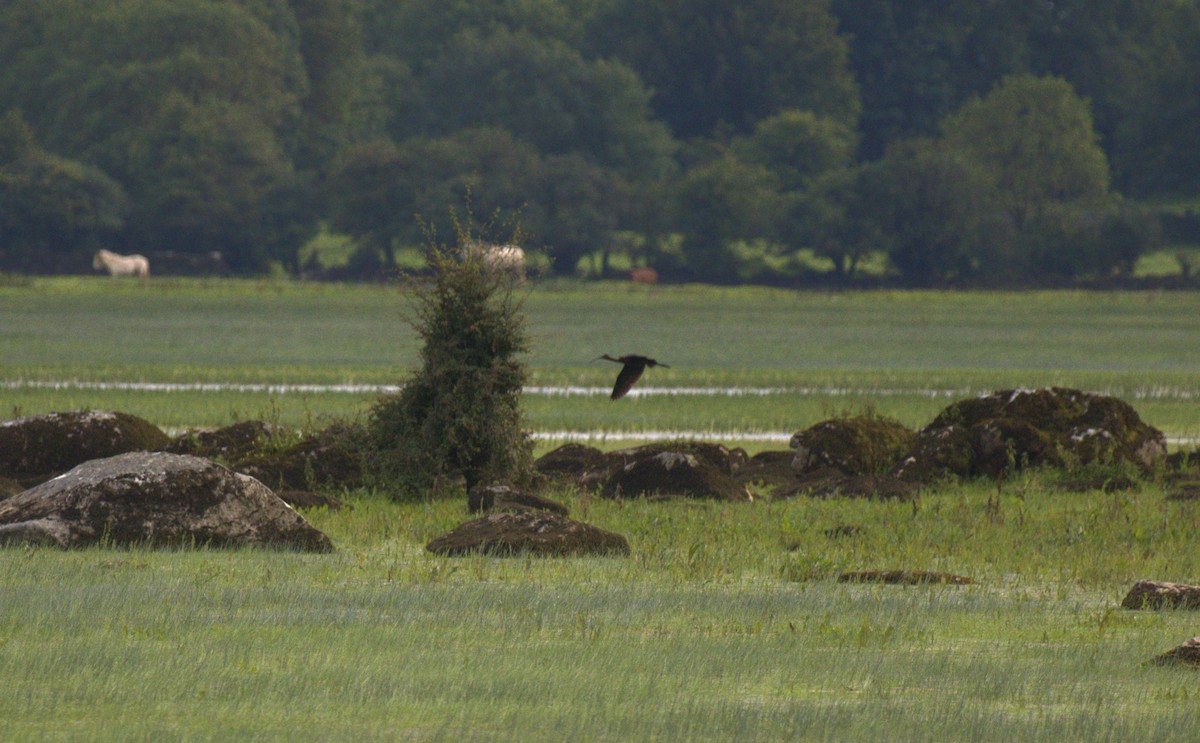 Glossy Ibis - ML255947001