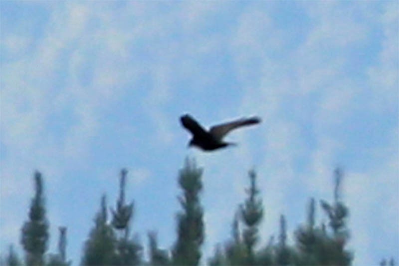 Corbeau freux - ML25594701