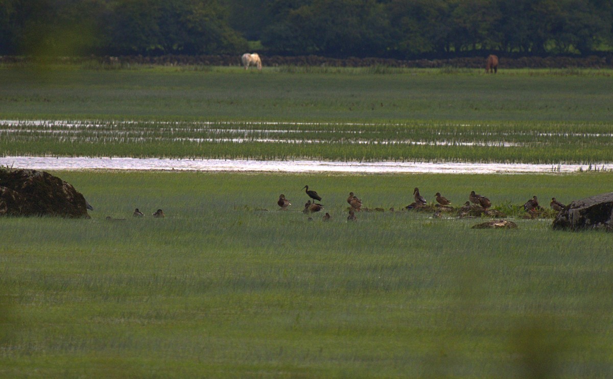 Glossy Ibis - ML255947021