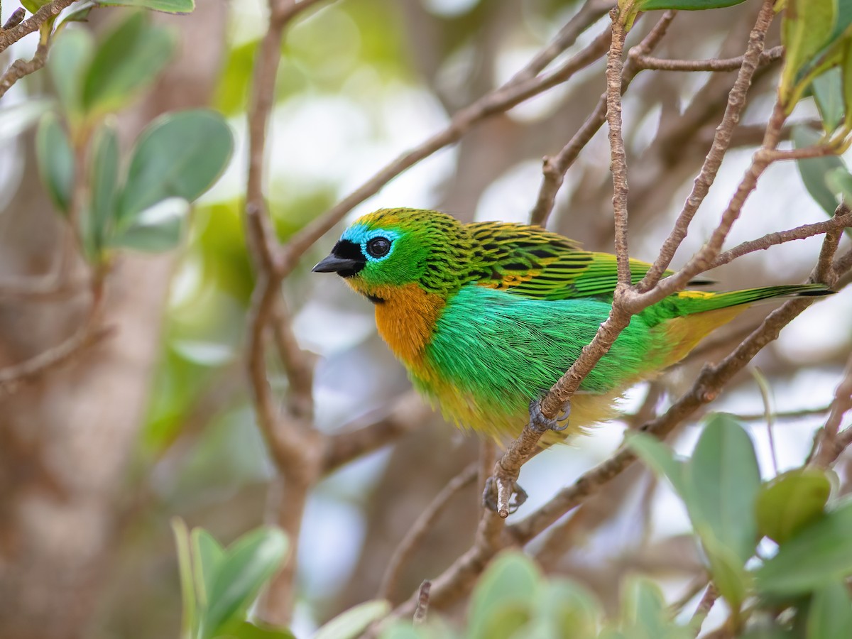 Brassy-breasted Tanager - ML255947901