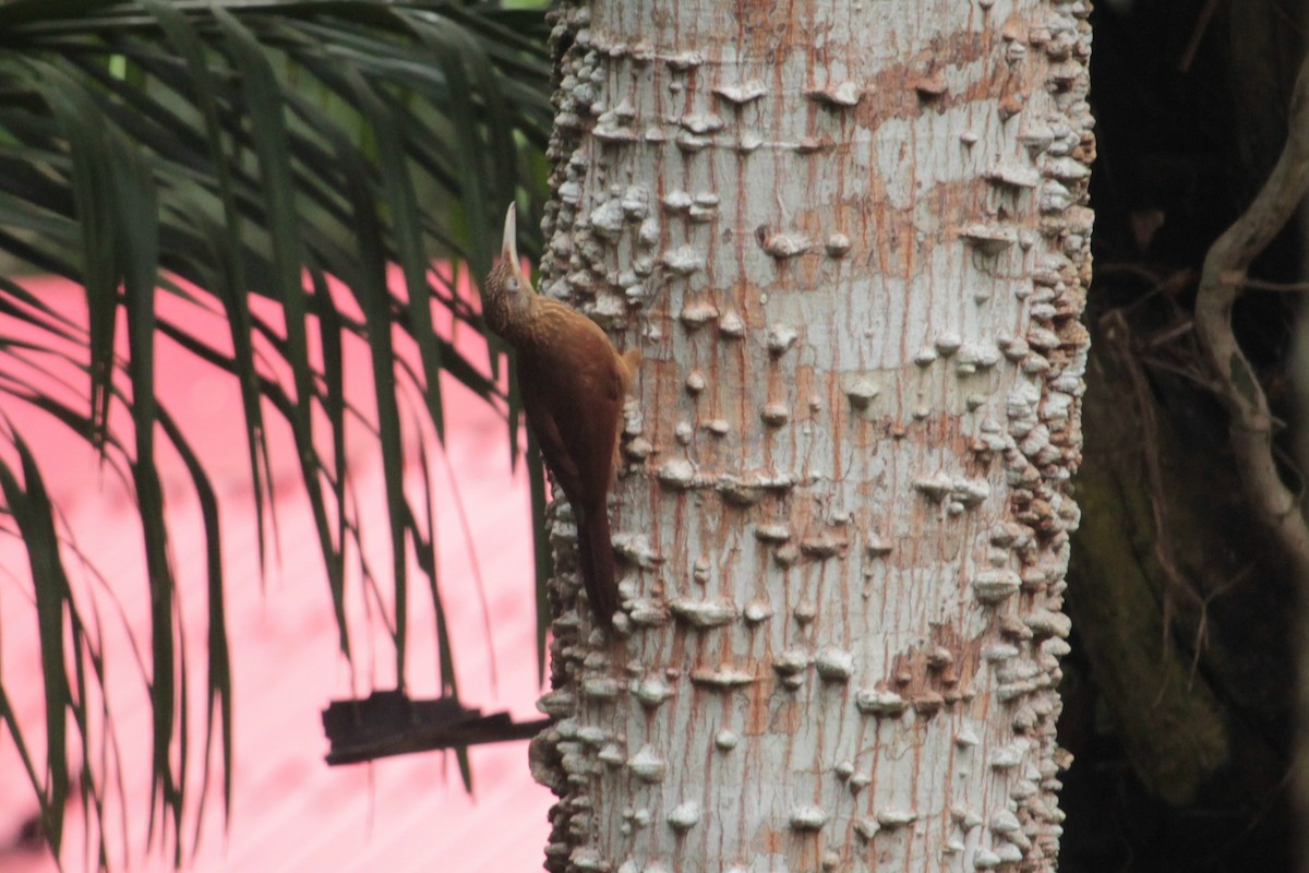 Buff-throated Woodcreeper - ML255948661