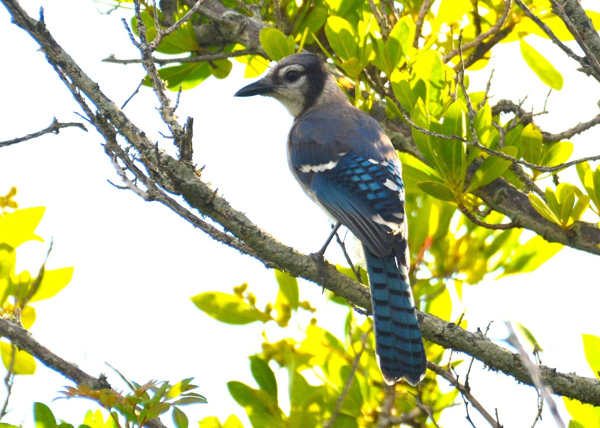 Chara Azul - ML255949031