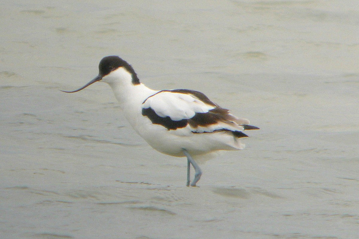 Pied Avocet - ML255950331