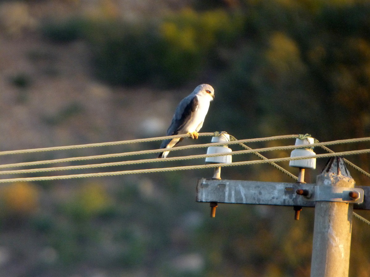 Black-winged Kite - ML255950531