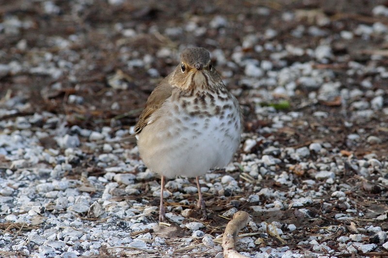 Swainson's Thrush - ML255950641