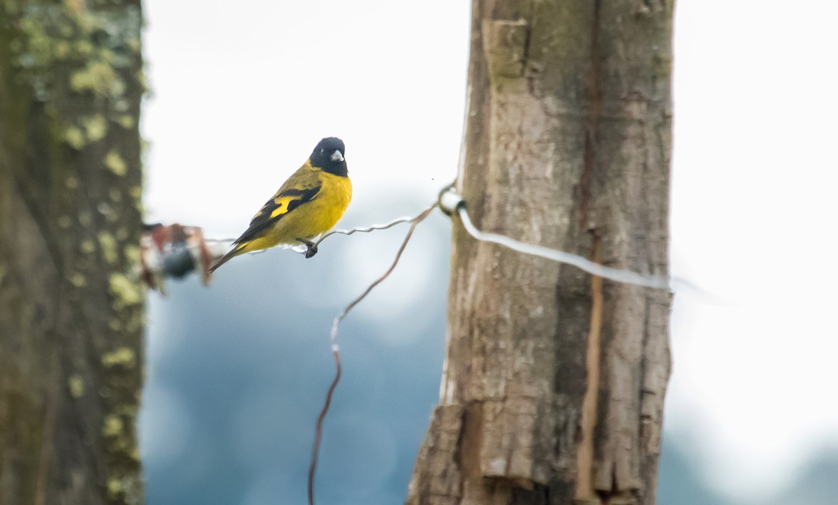 Hooded Siskin - ML255951101