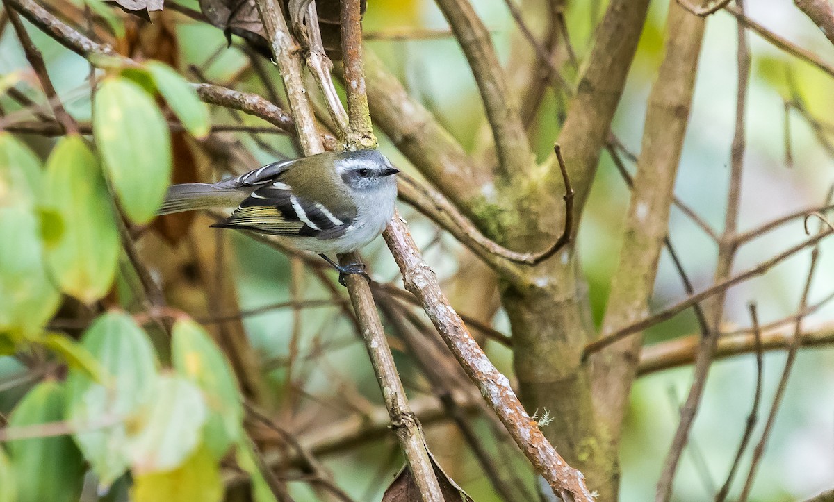 White-banded Tyrannulet - ML255951321