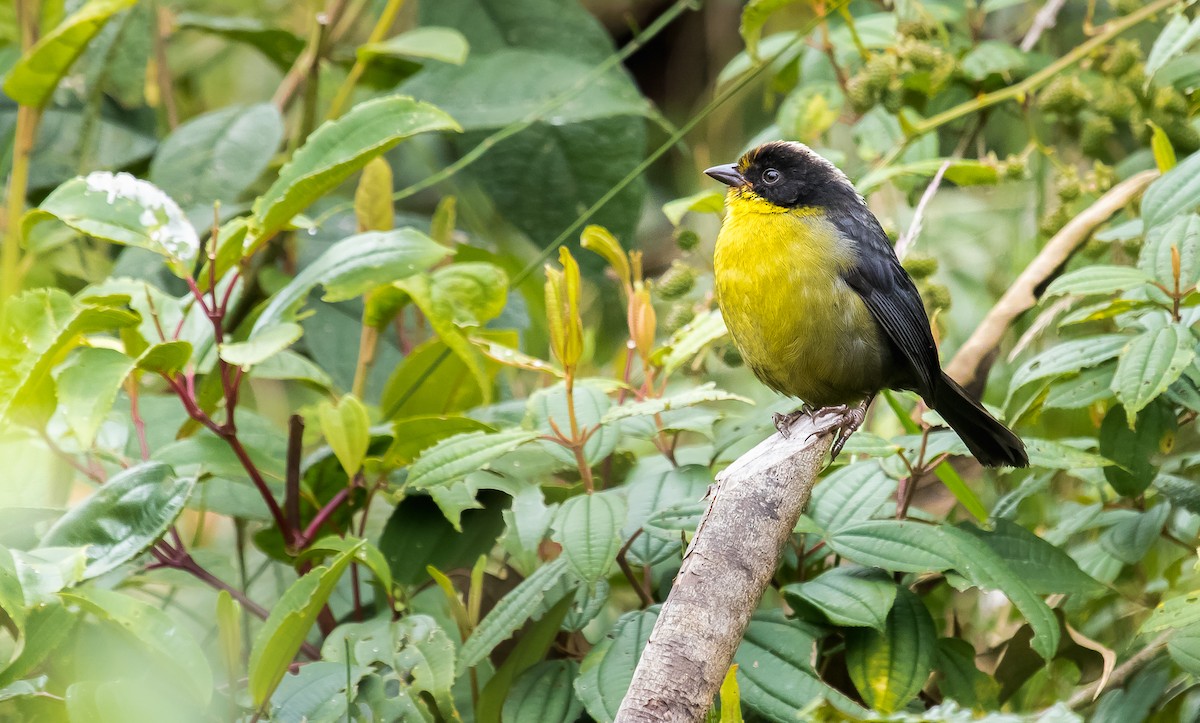 Pale-naped Brushfinch - ML255951361