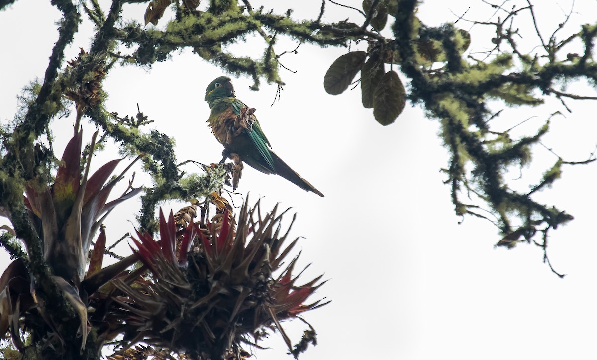 Golden-plumed Parakeet - ML255951521