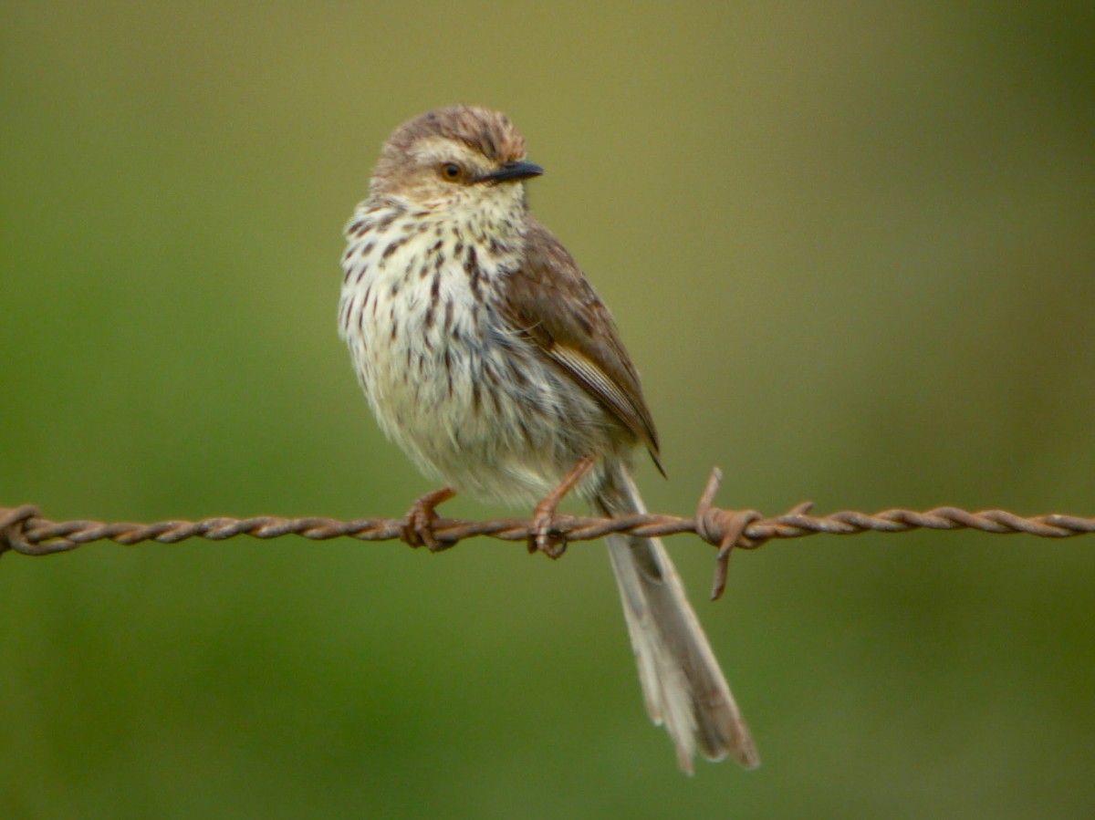 Karoo Prinia - ML255951951