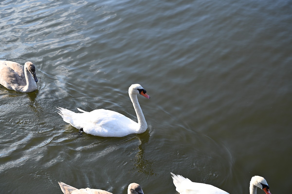 Cygne tuberculé - ML255952451