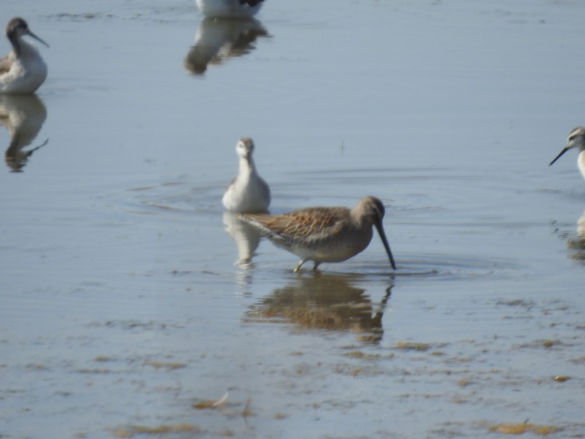 Long-billed Dowitcher - ML255952581