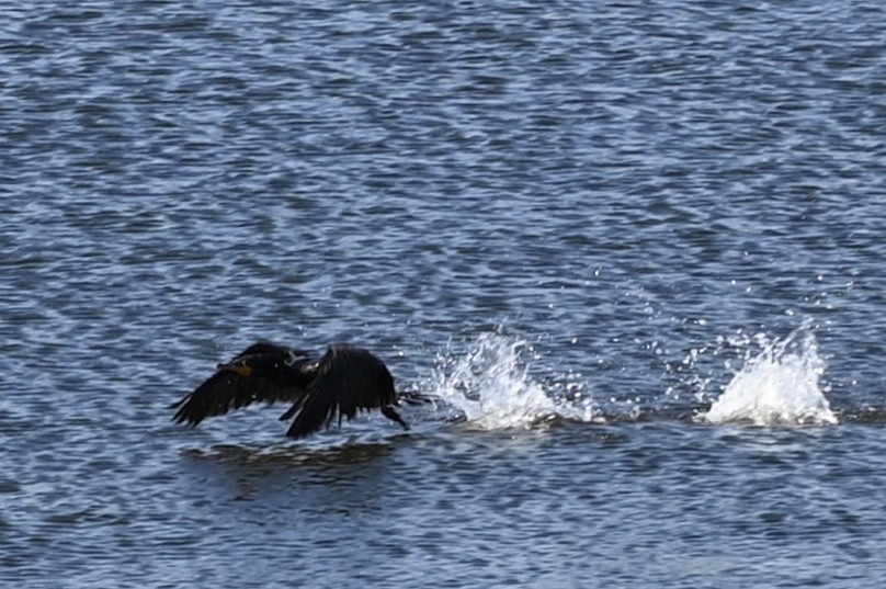 Double-crested Cormorant - ML255952651