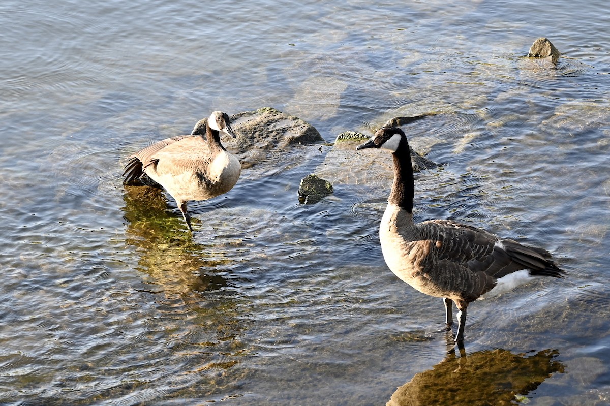 Canada Goose - ML255952861