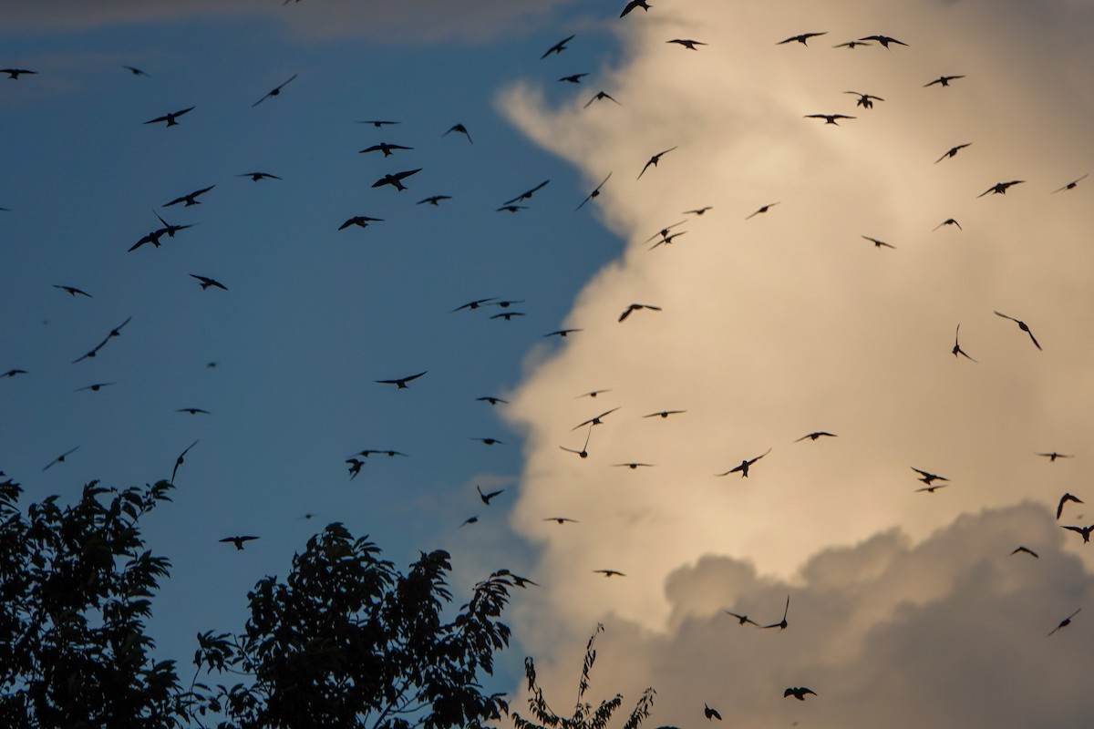 Purple Martin - ML255954251