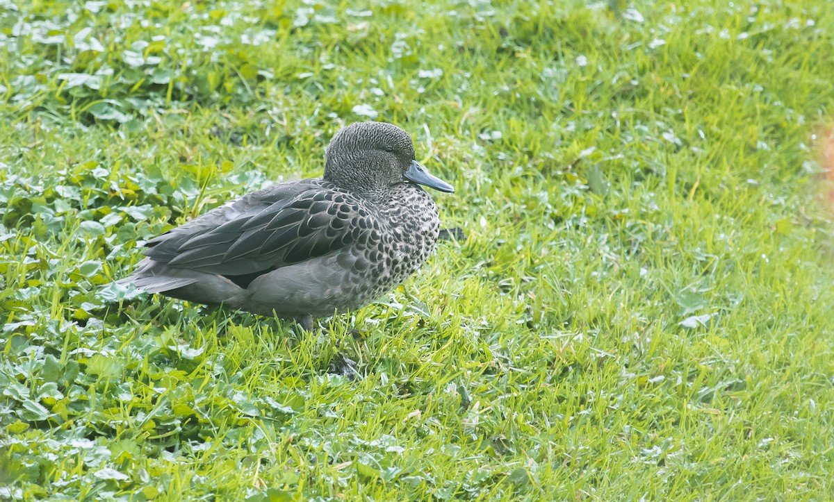 Andean Teal - ML255954831