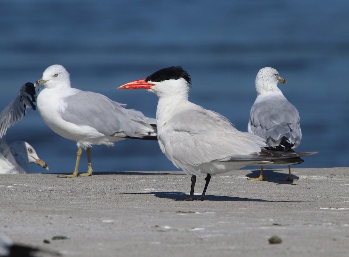 Caspian Tern - Samuel Denault