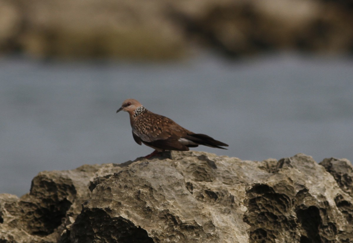 珠頸斑鳩 - ML255955751