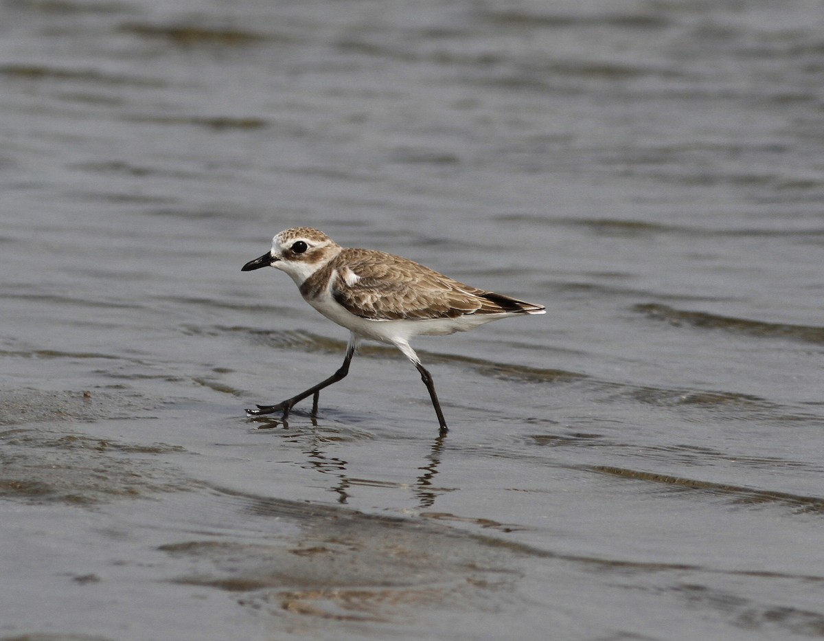 Tibetan Sand-Plover - ML255955811