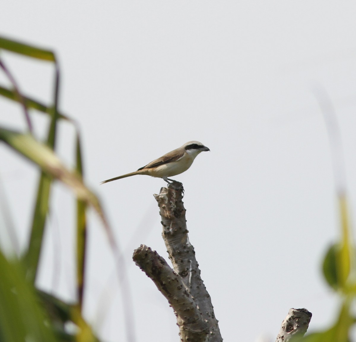 Alcaudón Pardo (lucionensis) - ML255955861