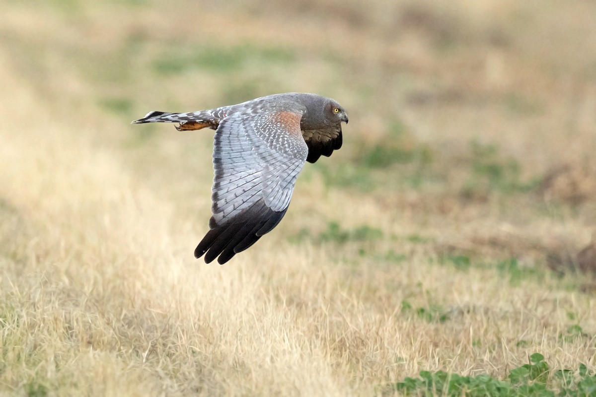 Spotted Harrier - David Irving