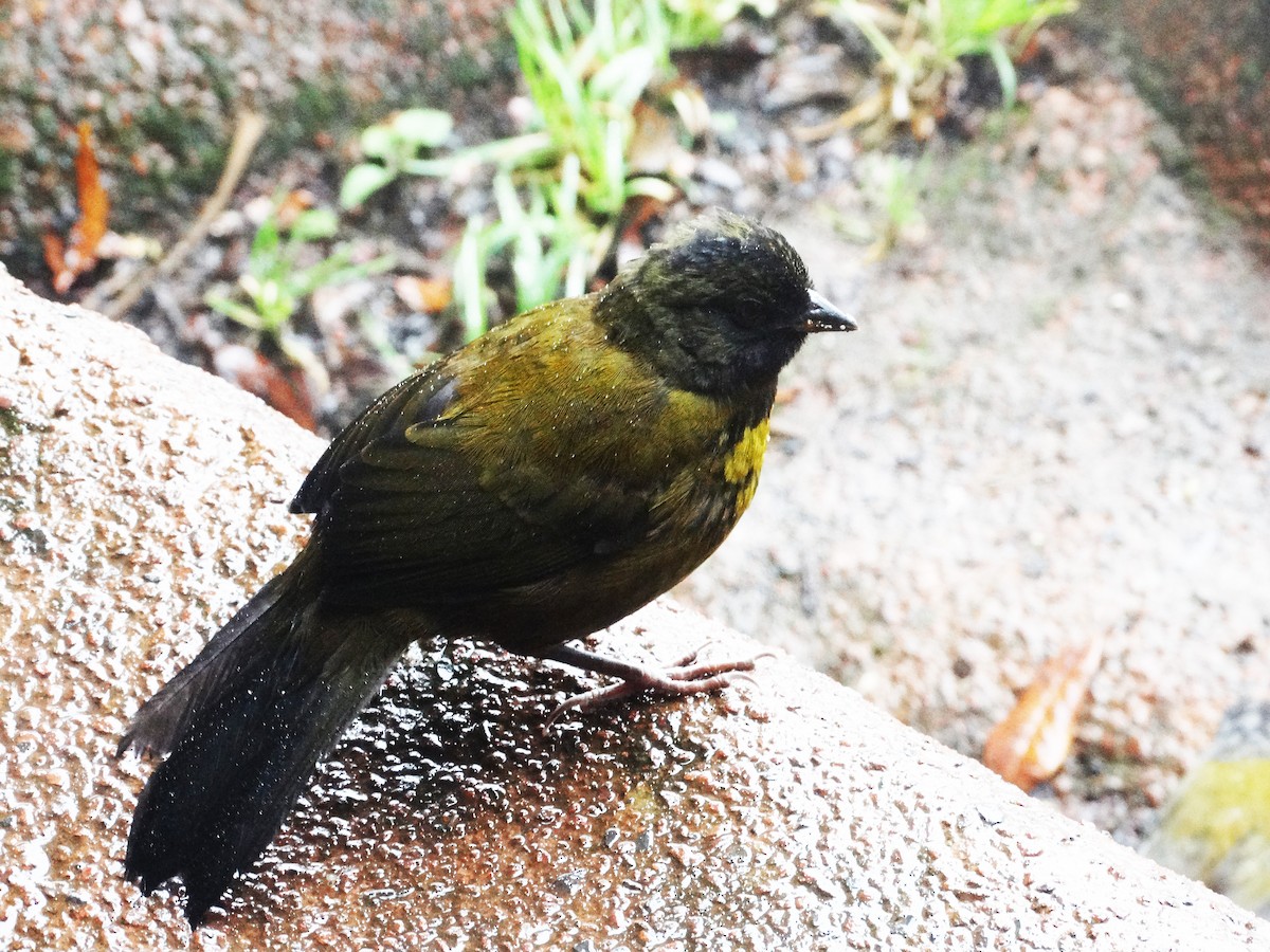 Large-footed Finch - ML255958661