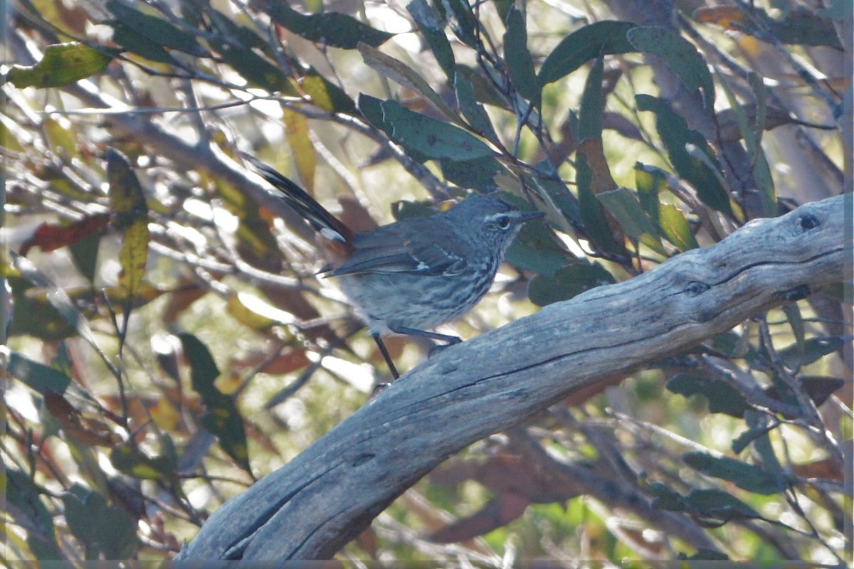 Shy Heathwren - ML25595871