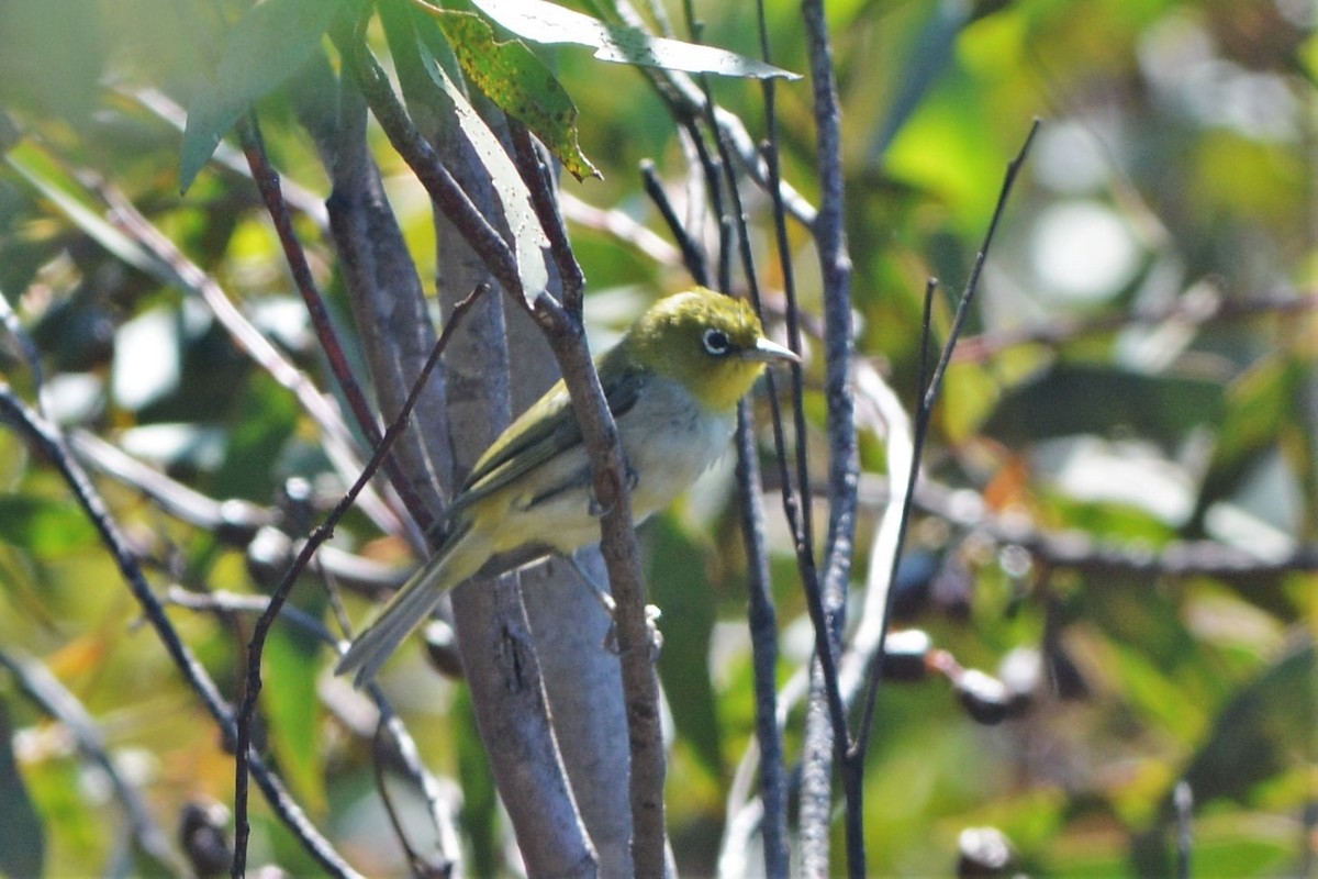 Zostérops à dos gris - ML25595911