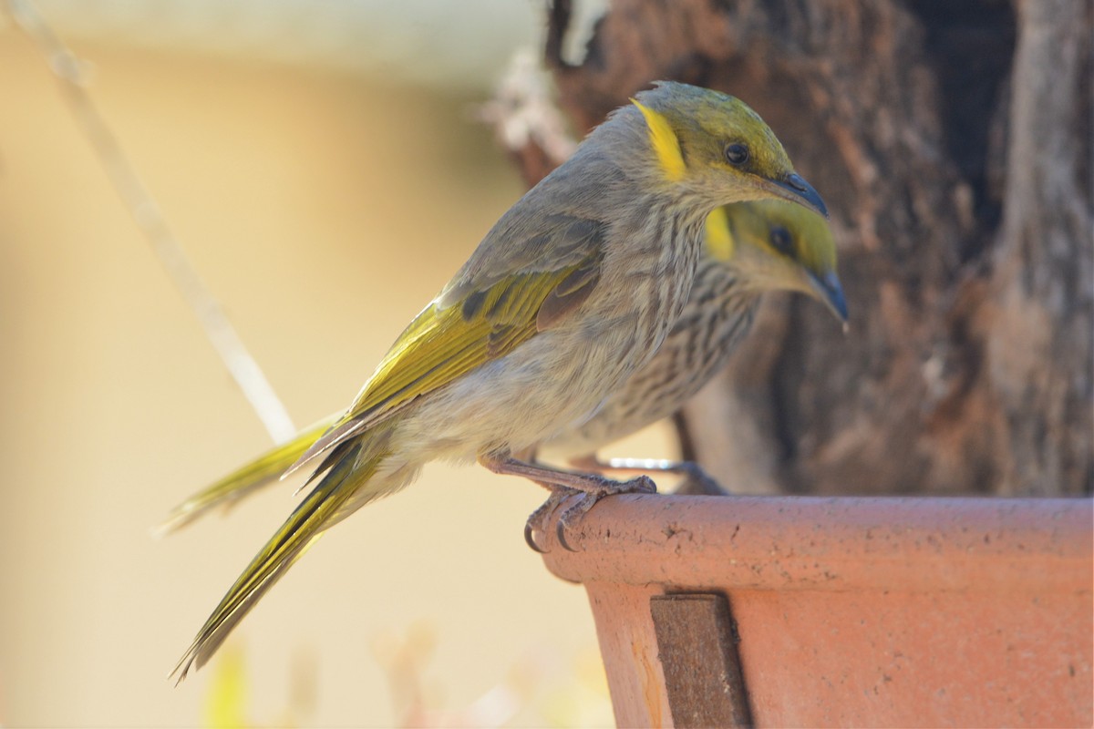 Yellow-plumed Honeyeater - David Hollie