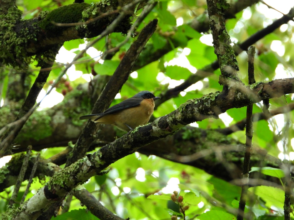 Fawn-breasted Tanager - ML255963751