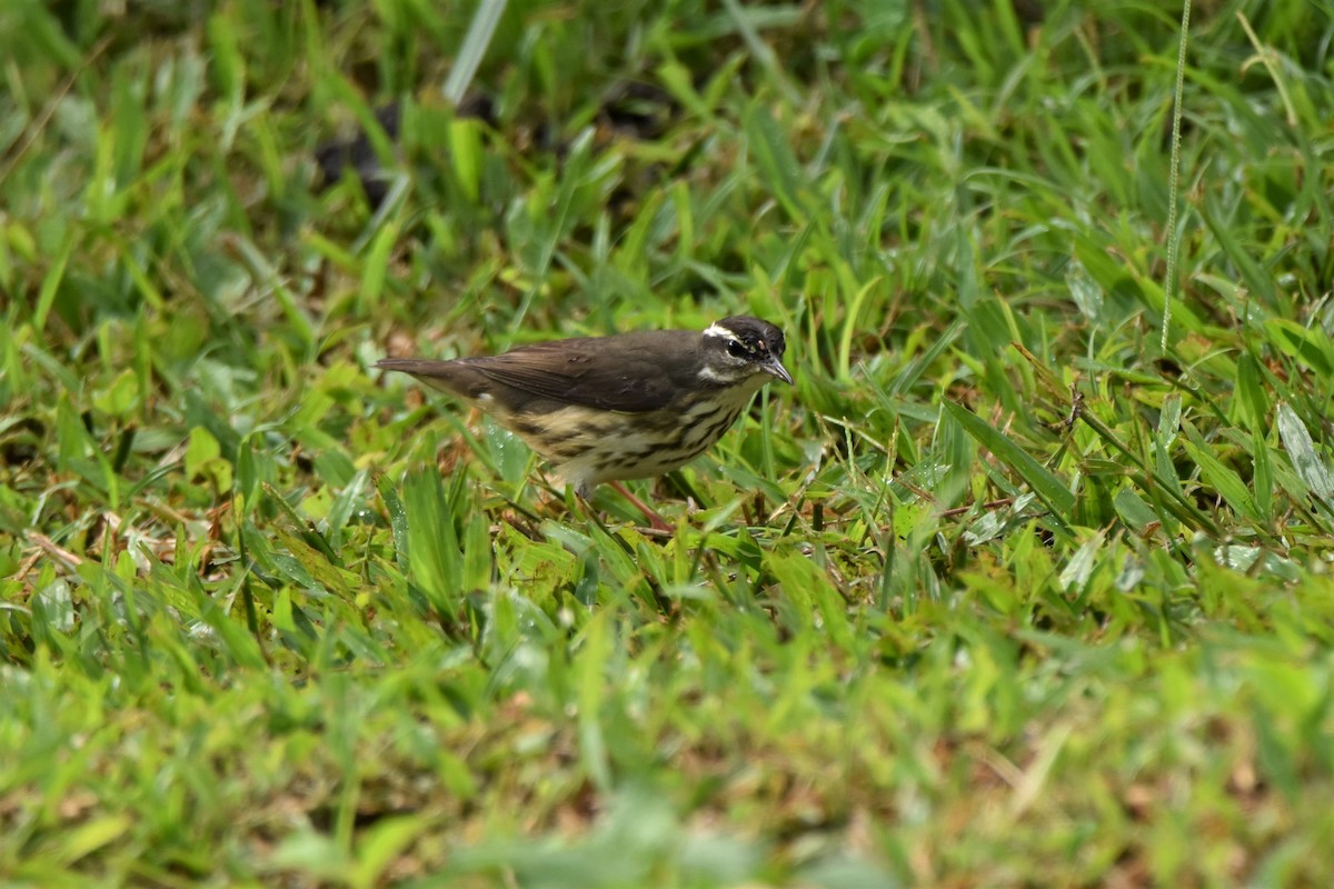 Paruline hochequeue - ML255964001