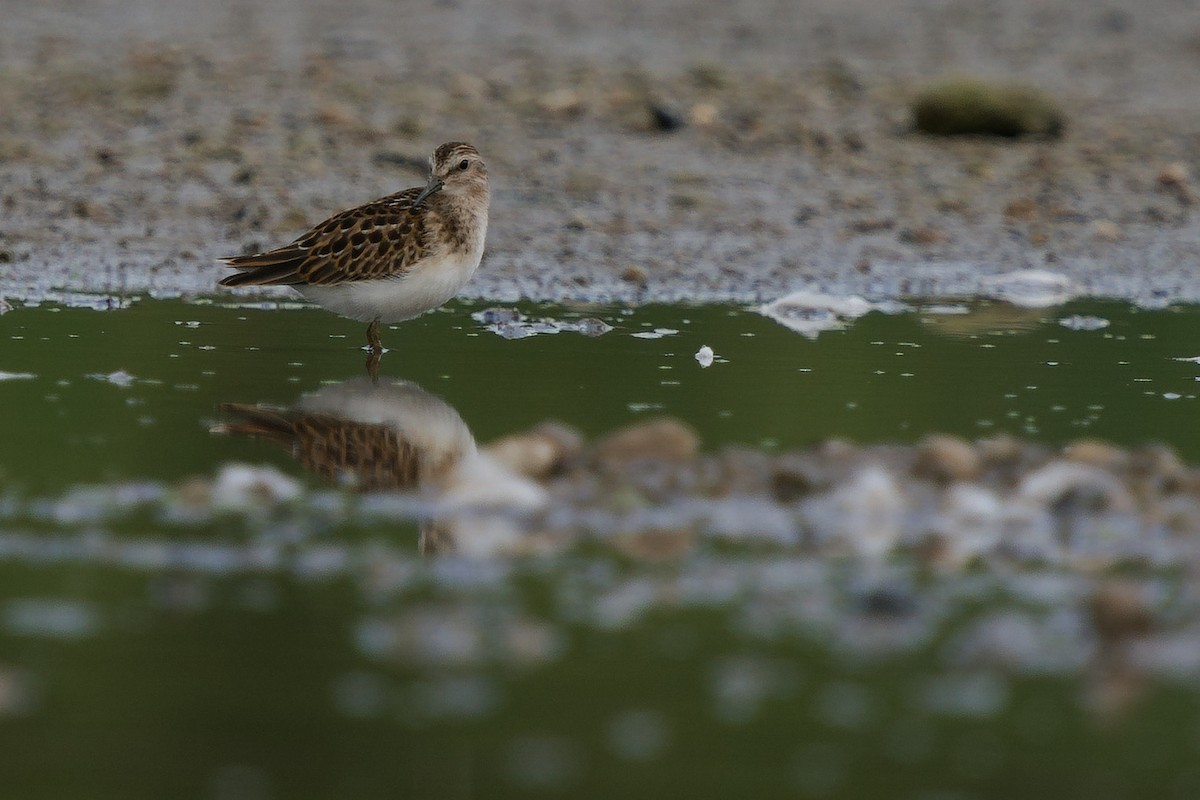 Least Sandpiper - ML255966691