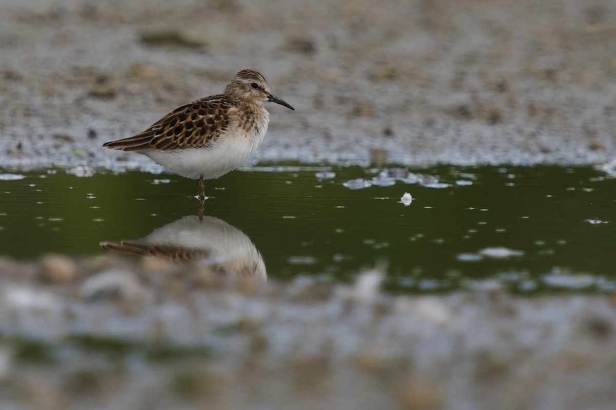 Least Sandpiper - ML255966701