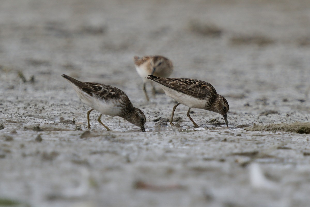 Least Sandpiper - ML255966731