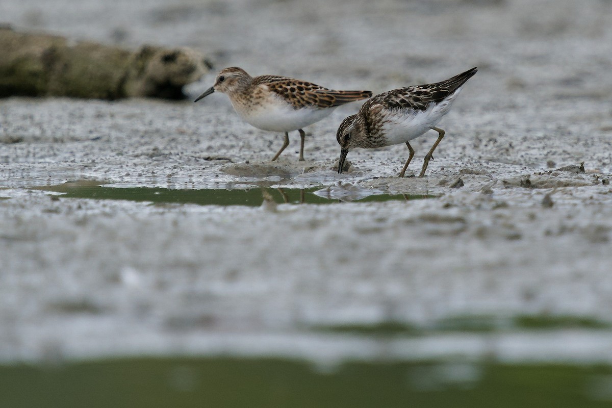 Least Sandpiper - ML255966791