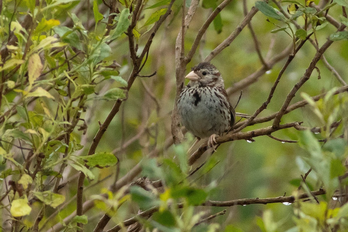 Song Sparrow - ML255967451