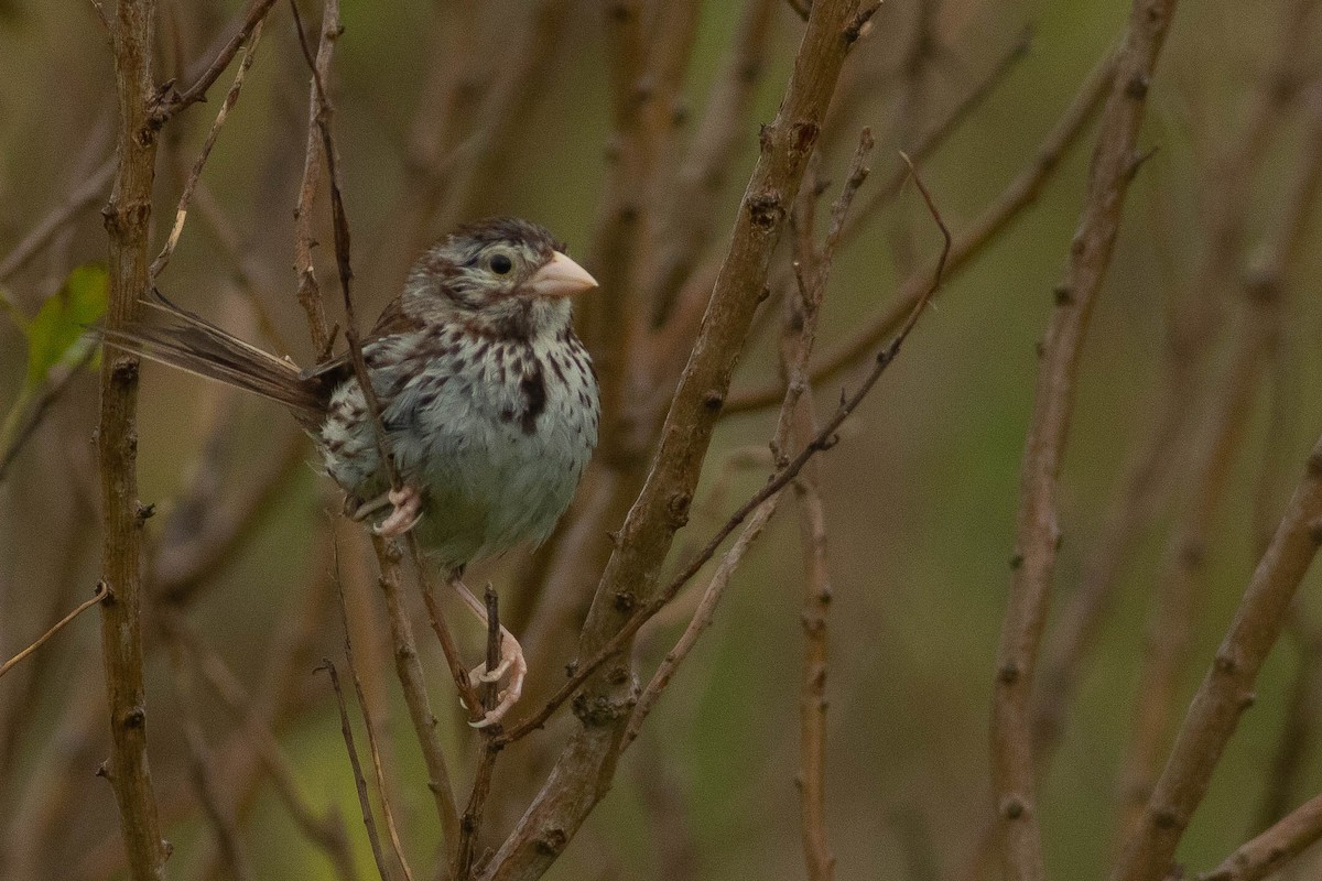 Song Sparrow - ML255967491