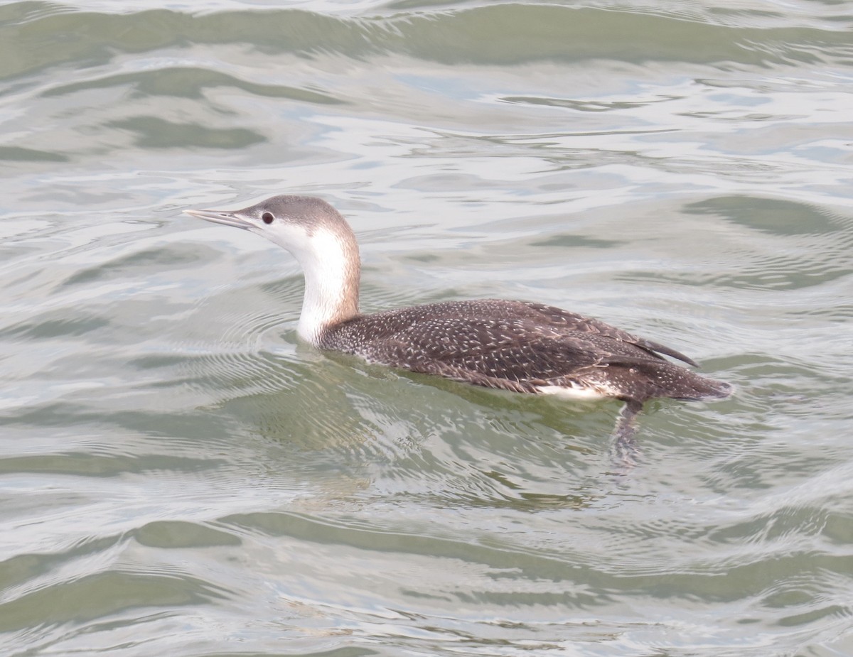 Red-throated Loon - Anonymous