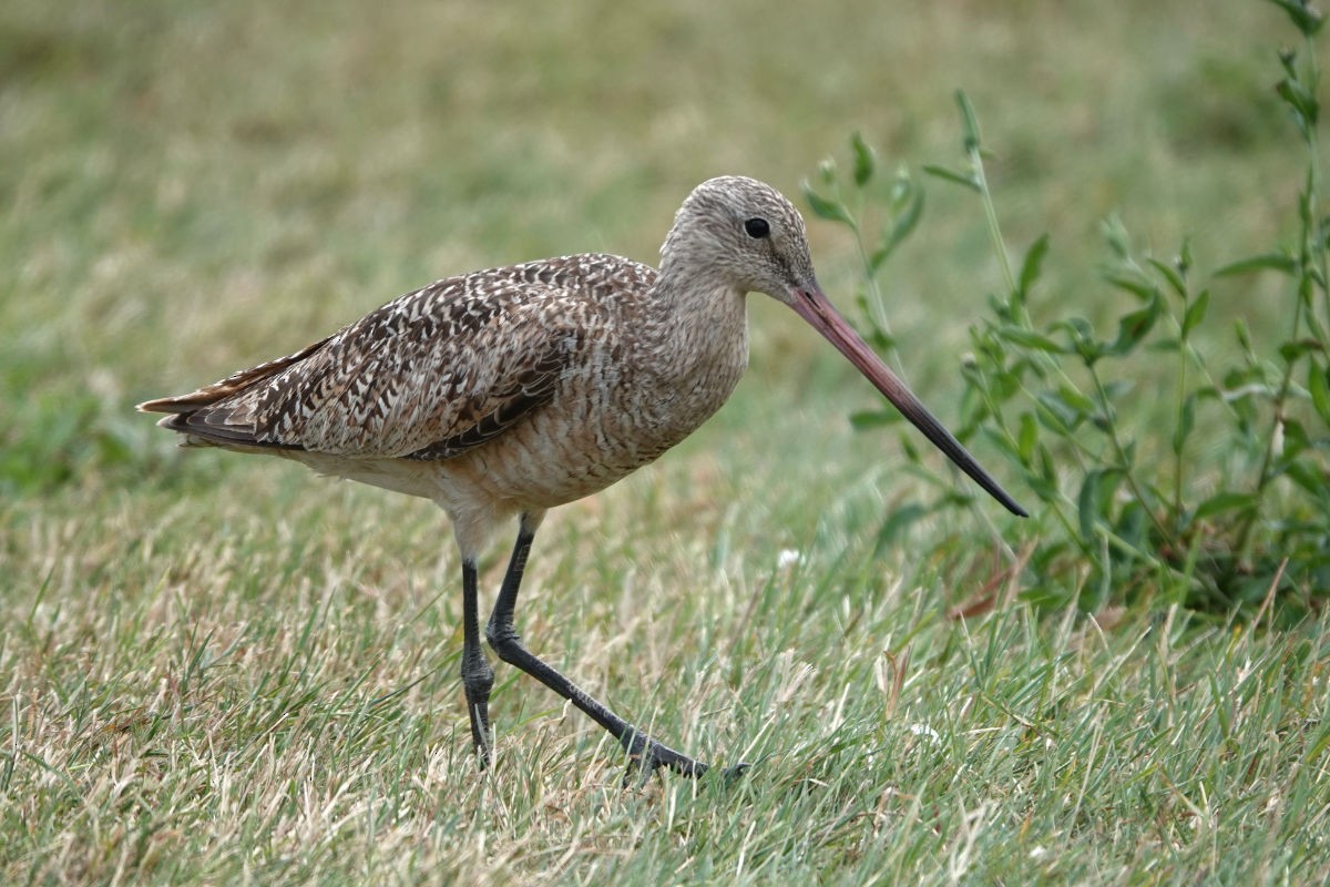 Marbled Godwit - John Spirko