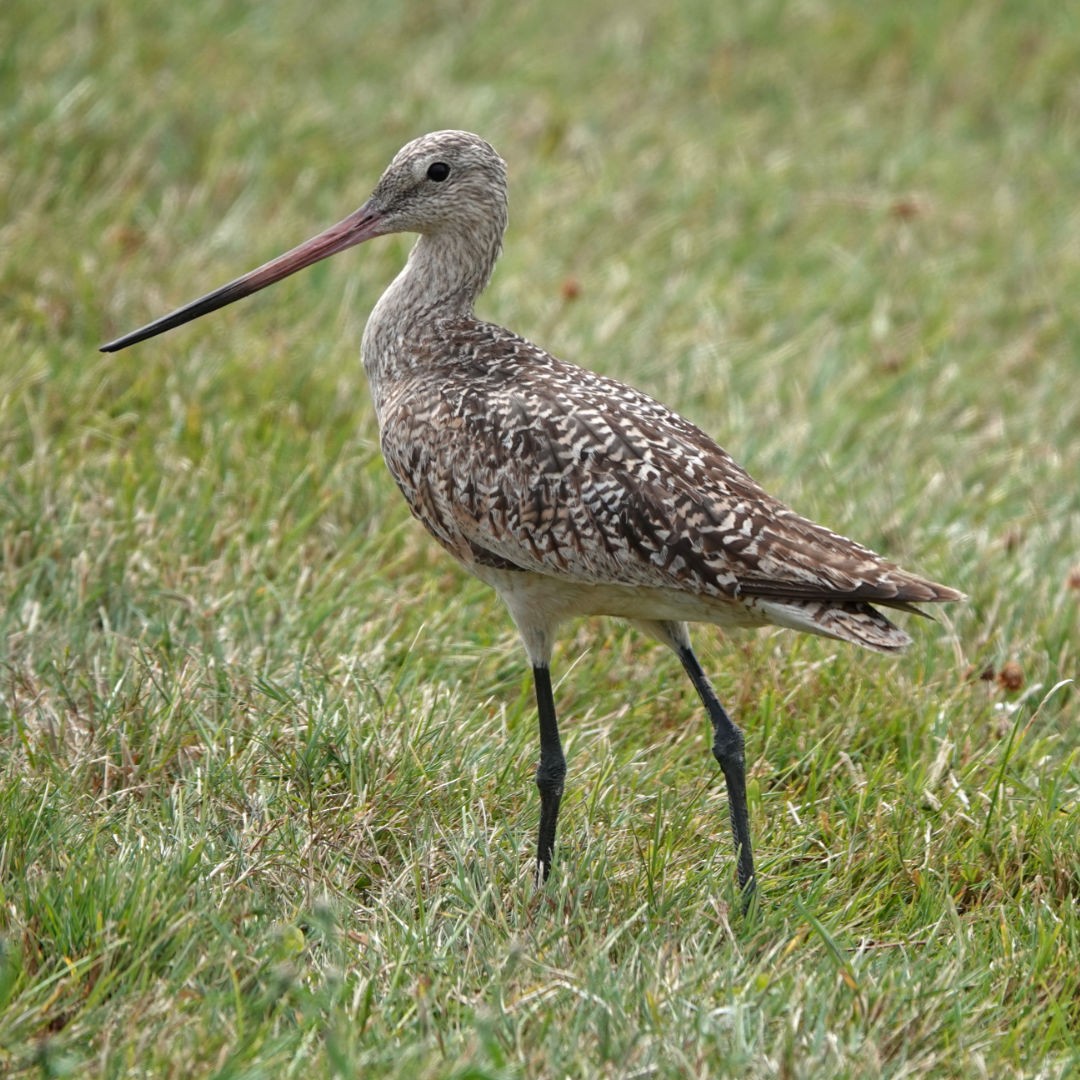 Marbled Godwit - John Spirko