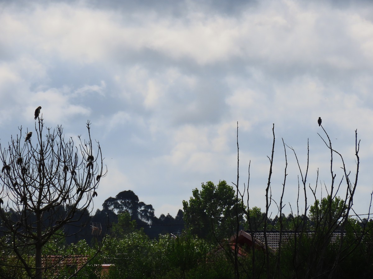 Black-winged Kite - ML255970161