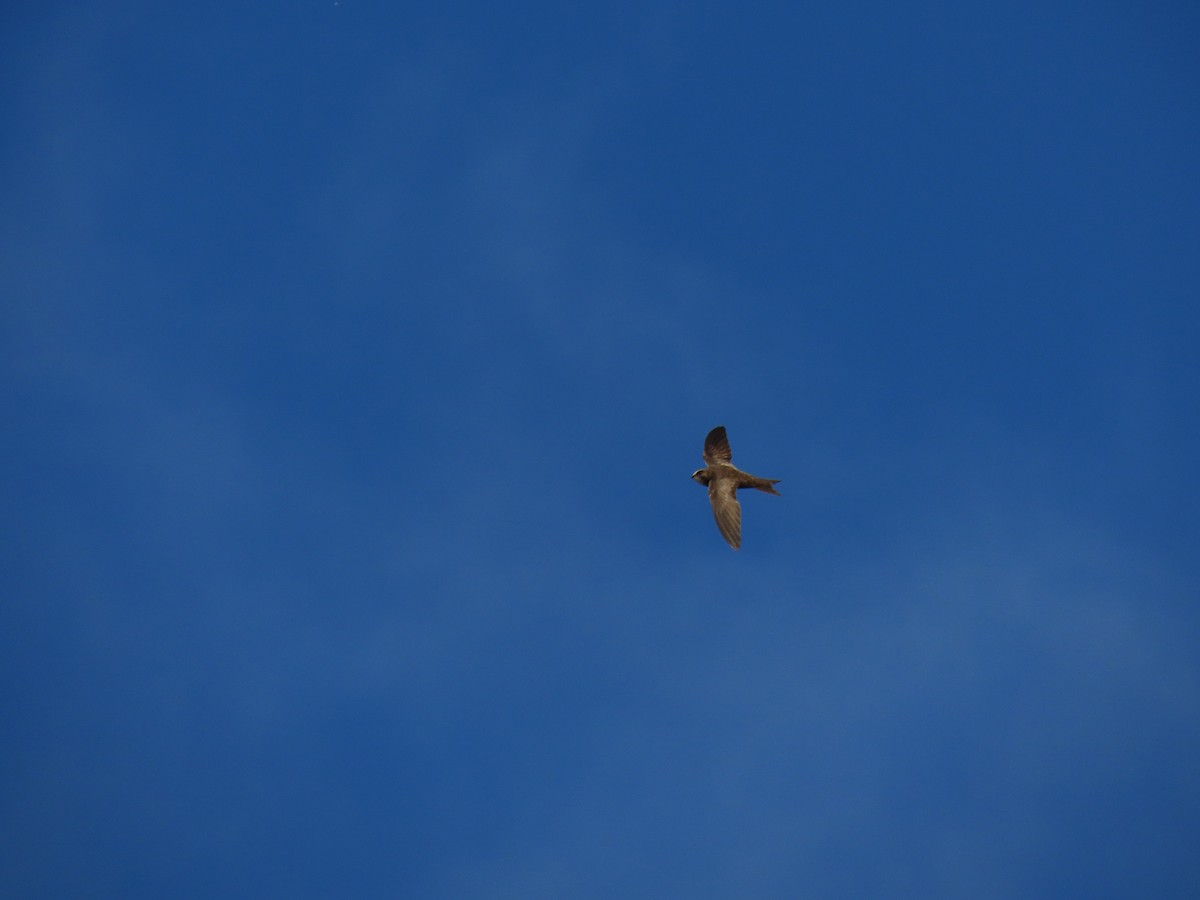 Pallid Swift - ML255970341