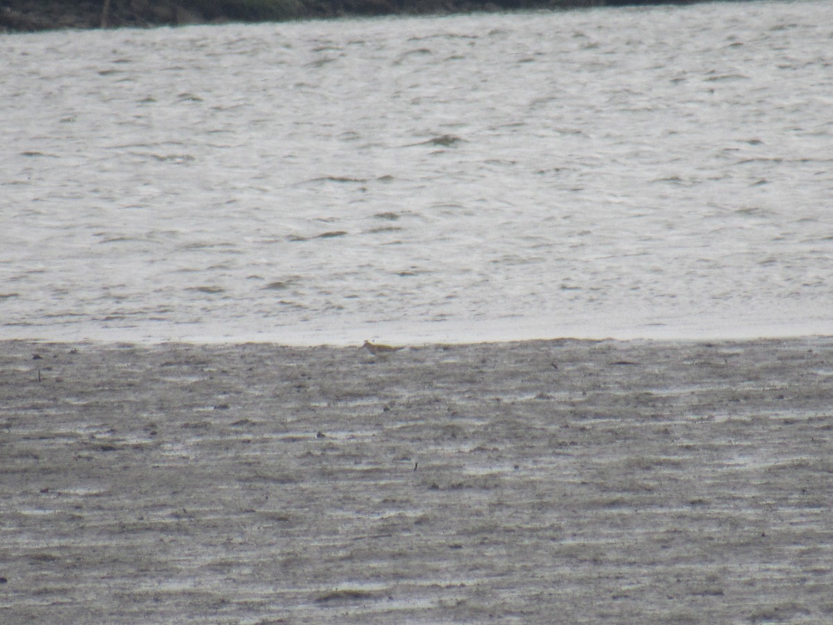 Pectoral Sandpiper - John Coyle