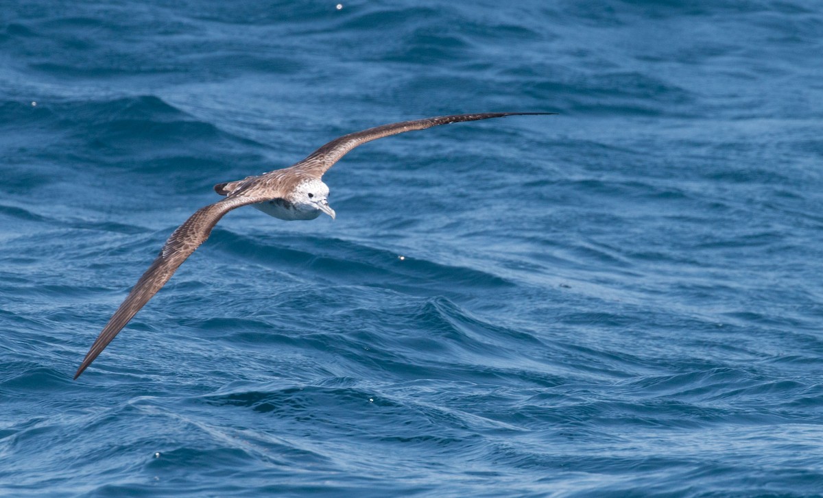 Streaked Shearwater - ML25597141