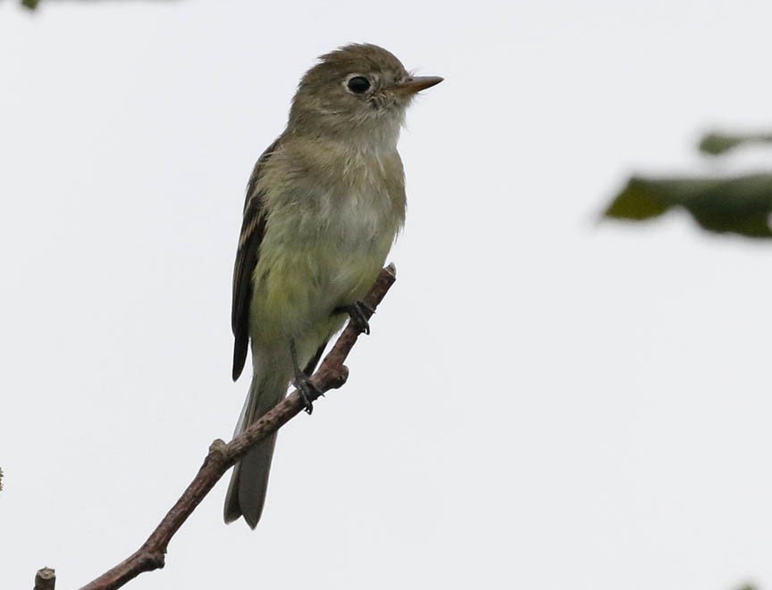 Least Flycatcher - ML255975071