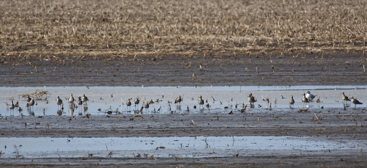 American Golden-Plover - ML255978981