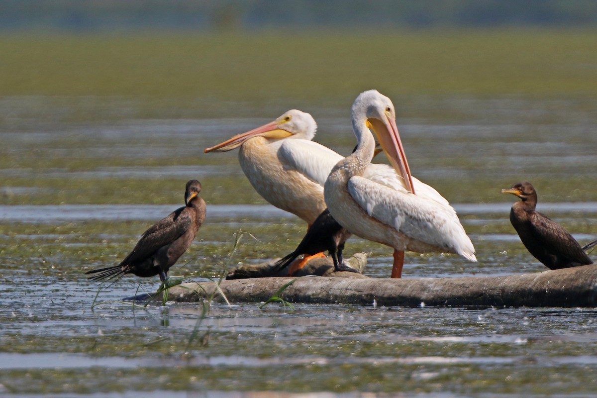 pelikán severoamerický - ML255985151
