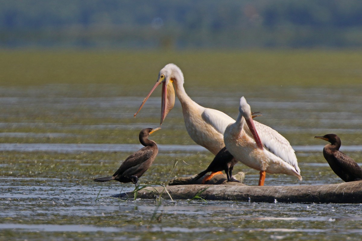 pelikán severoamerický - ML255985211